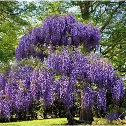 glycine arbre
