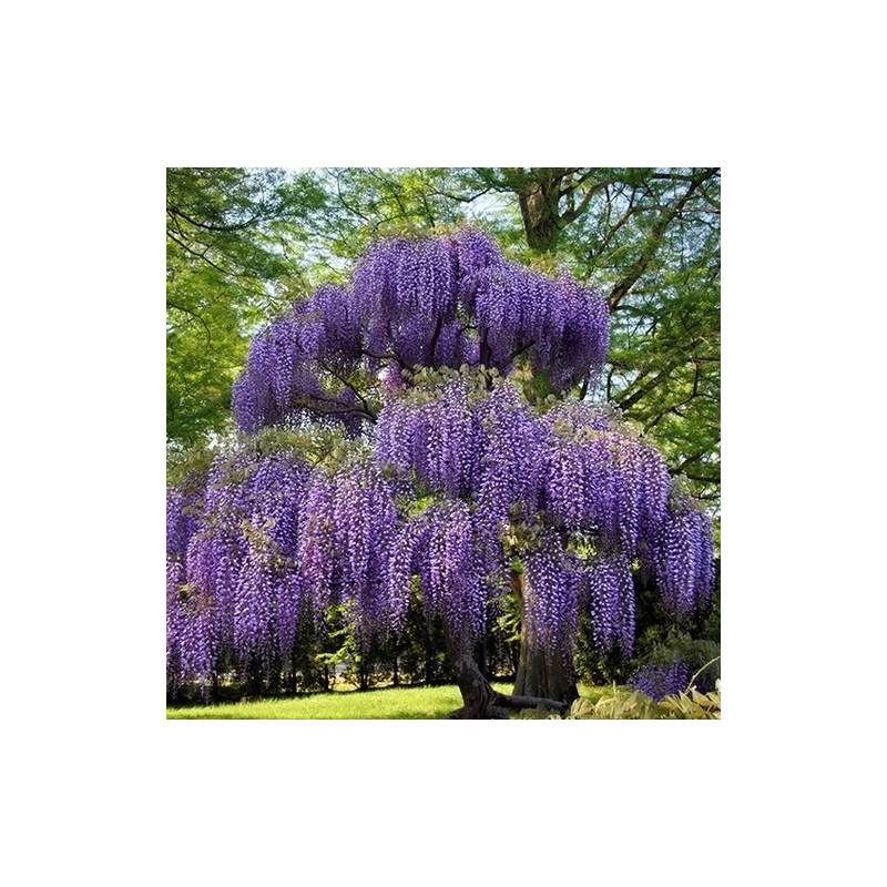 glycine arbre