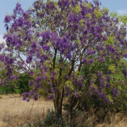 glycine arbre