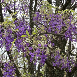 glycine arbre