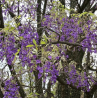 glycine arbre
