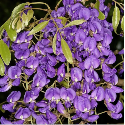 glycine arbre