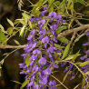 glycine arbre