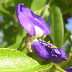 glycine arbre