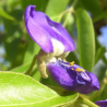 glycine arbre