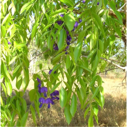 glycine arbre