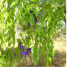 glycine arbre