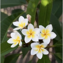 FRANGIPANIER BLANC
