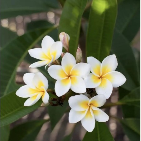 FRANGIPANIER BLANC