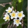 FRANGIPANIER BLANC