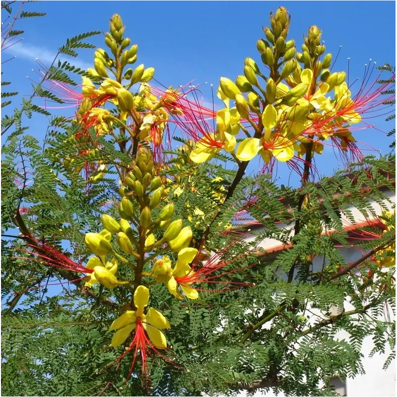 FLAMBOYANT OISEAU DE PARADIS