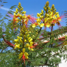 FLAMBOYANT OISEAU DE PARADIS