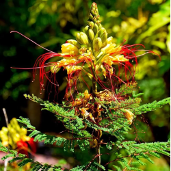 FLAMBOYANT OISEAU DE PARADIS