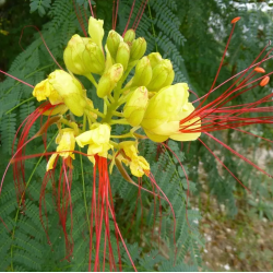 FLAMBOYANT OISEAU DE PARADIS