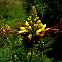 FLAMBOYANT OISEAU DE PARADIS