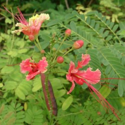FLAMBOYANT NAIN ROSE