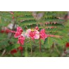 FLAMBOYANT NAIN ROSE