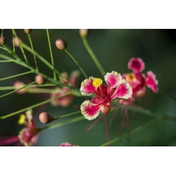 FLAMBOYANT NAIN ROSE