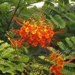FLAMBOYANT NAIN ORANGE