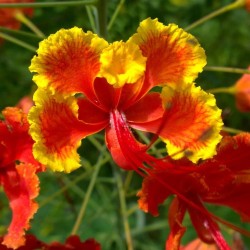 FLAMBOYANT NAIN ORANGE