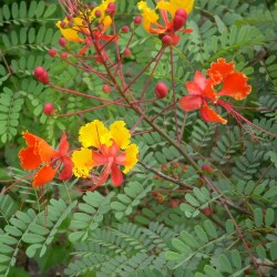 FLAMBOYANT NAIN ORANGE