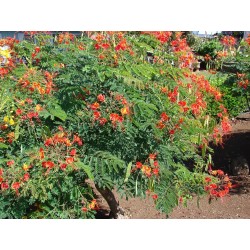 FLAMBOYANT NAIN ORANGE