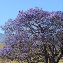 FLAMBOYANT BLEU