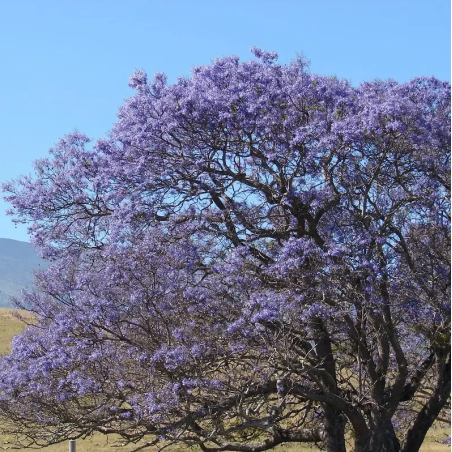 FLAMBOYANT BLEU