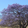 FLAMBOYANT BLEU