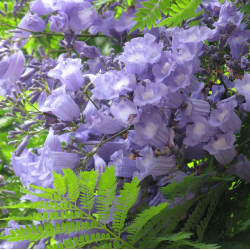 FLAMBOYANT BLEU