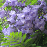 FLAMBOYANT BLEU
