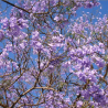 FLAMBOYANT BLEU