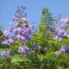 FLAMBOYANT BLEU