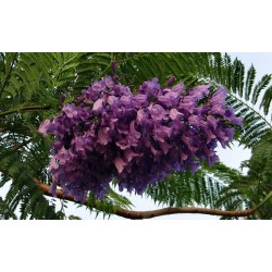FLAMBOYANT BLEU