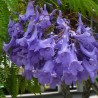 FLAMBOYANT BLEU