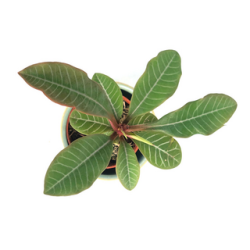 EUPHORBE DE MADAGASCAR