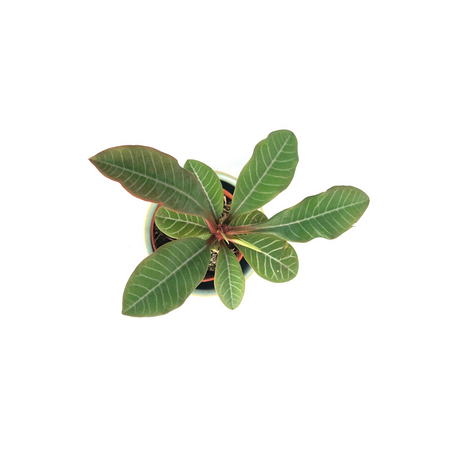 EUPHORBE DE MADAGASCAR