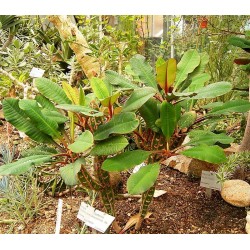 EUPHORBE DE MADAGASCAR