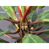 EUPHORBE DE MADAGASCAR