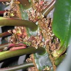 EUPHORBE DE MADAGASCAR