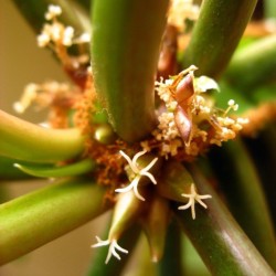 EUPHORBE DE MADAGASCAR