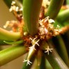 EUPHORBE DE MADAGASCAR