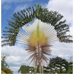 ARBRE DU VOYAGEUR