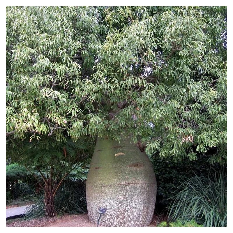 Arbre bouteille australien