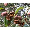 Arbre bouteille australien