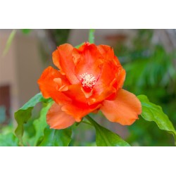 CACTUS ROSE
