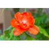 CACTUS ROSE