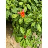 CACTUS ROSE