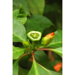 CACTUS ROSE