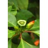 CACTUS ROSE